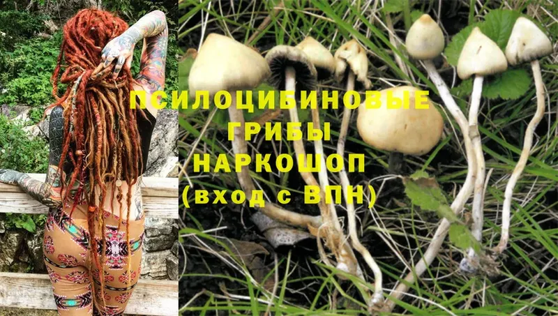 Галлюциногенные грибы Psilocybine cubensis  Миллерово 